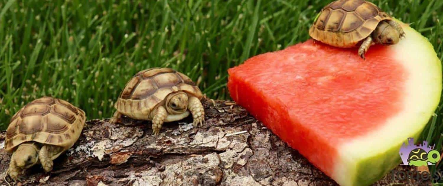 baby golden greek tortoise