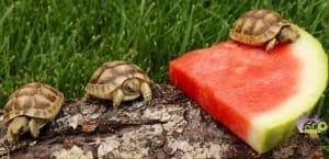 baby greek tortoise care