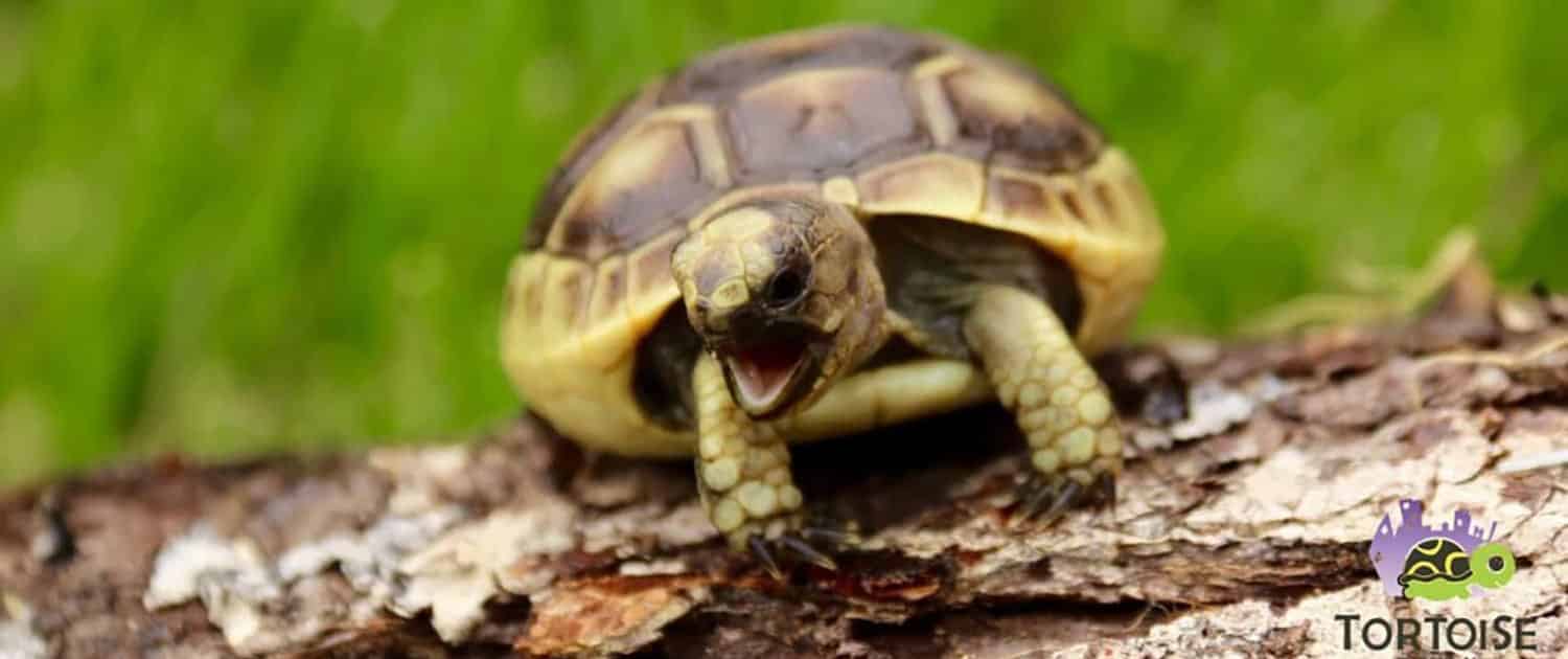 baby golden greek tortoise