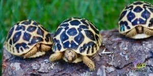 indian star tortoise