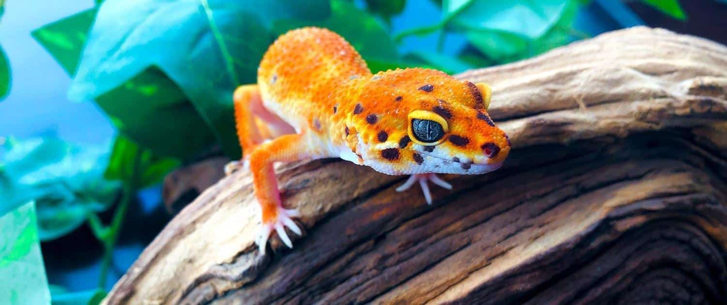 inferno leopard gecko