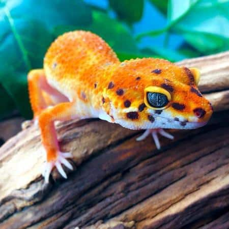 Inferno leopard gecko for sale.