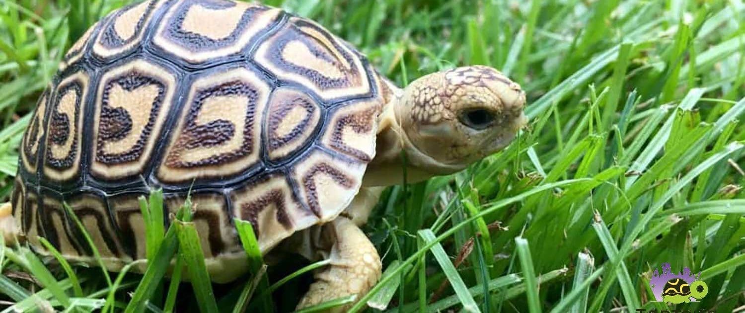 leopard tortoise for sale