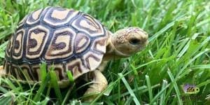Ivory leopard tortoise clearance for sale