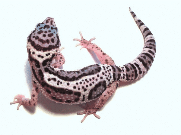 local leopard gecko breeders near me