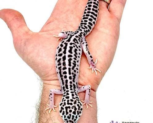 mack super snow leopard gecko