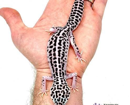 mack super snow leopard gecko