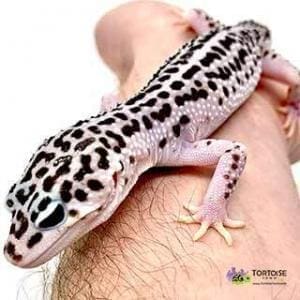 baby leopard gecko