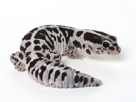 oreo fat tail gecko for sale