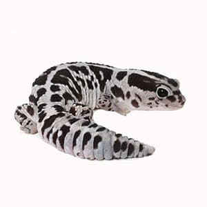 fat tailed gecko breeders near me