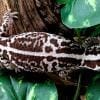 oreo fat tailed gecko