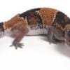 fat tail gecko for sale