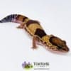 Patterned fat tailed gecko for sale