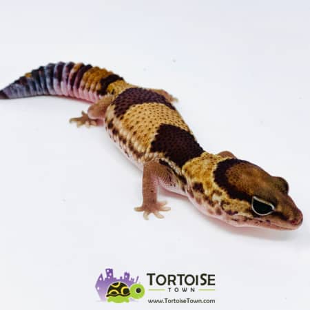 Patterned fat tailed gecko for sale