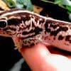 fat tailed gecko for sale