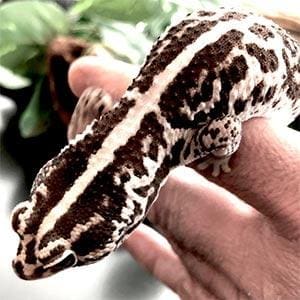 fat tailed geckos for sale