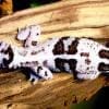 white out african fat tailed gecko