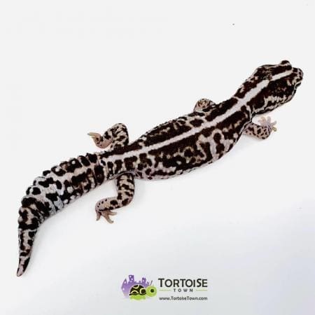 striped whiteout fat tail gecko