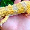 super giant leopard gecko for sale