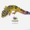 supergiant leopard gecko for sale