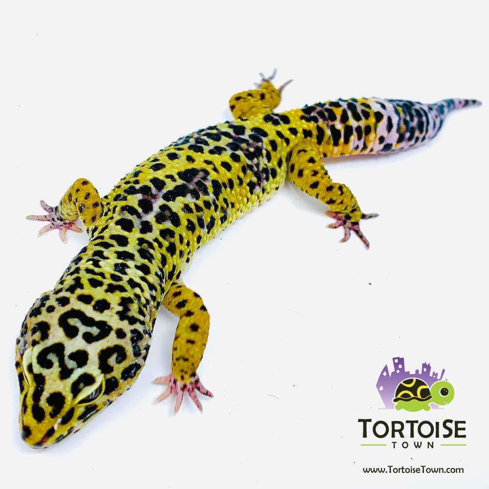 local leopard gecko breeders near me