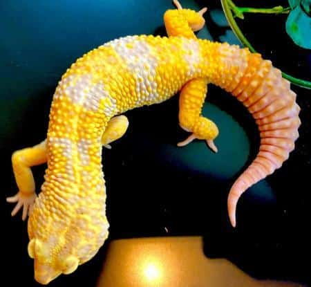 giant leopard gecko for sale