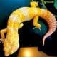 giant leopard gecko for sale