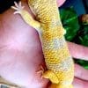 super giant leopard gecko for sale