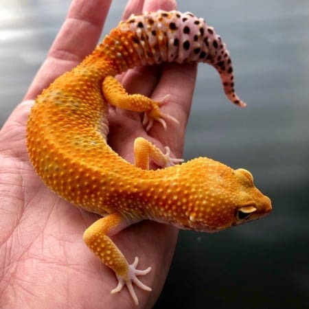 leopard gecko