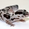 white out african fat tailed gecko