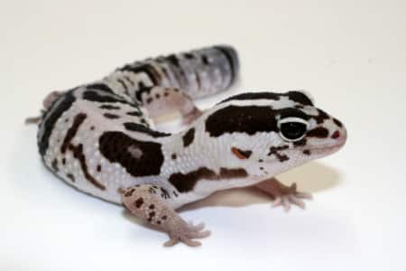 white out african fat tailed gecko