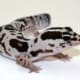 white out african fat tailed gecko