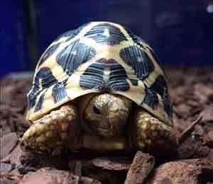 baby Indian star tortoise