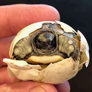 baby greek tortoise