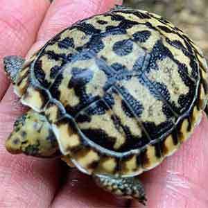 baby pancake tortoise