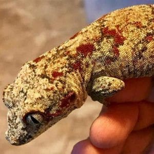 blotched gargoyle gecko