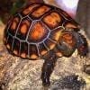 cherry head tortoise