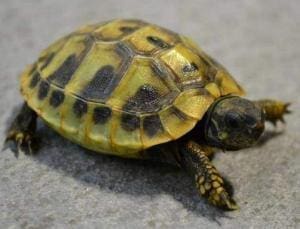 baby eastern Hermann's tortoise