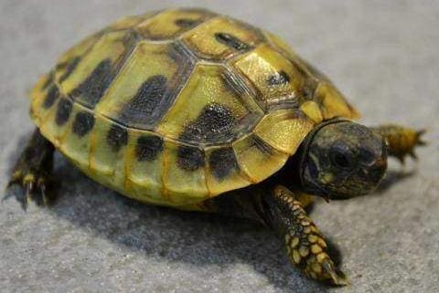 baby eastern Hermann's tortoise