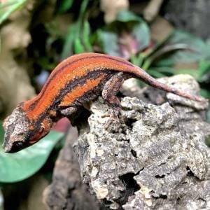 gargoyle gecko morphs