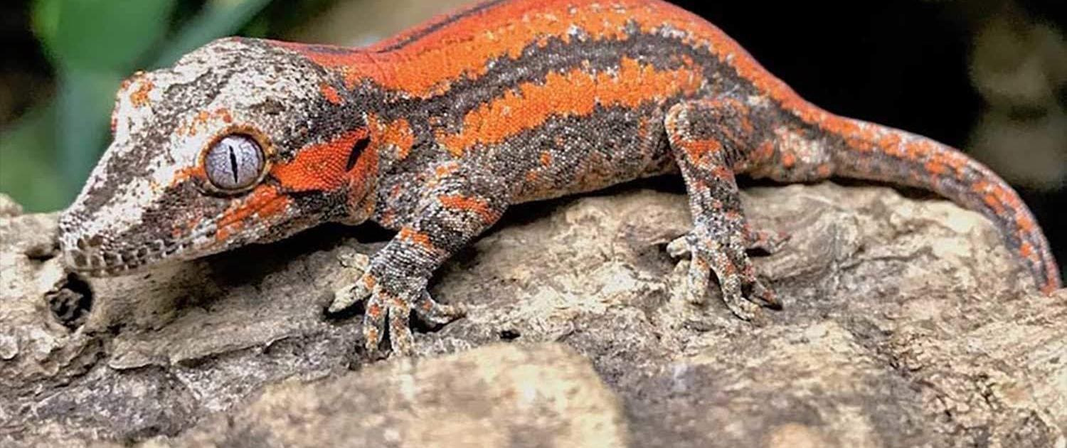 gargoyle gecko morphs for sale