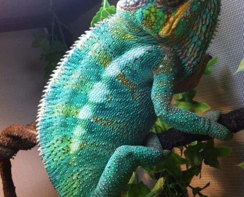 Nosy Be Chameleon