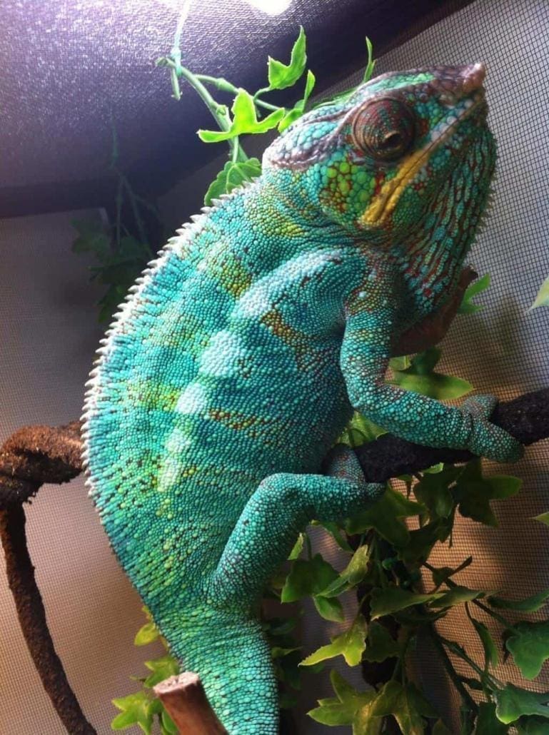 Love my Nosy Faly panther chameleon - Tortoises for Sale | Baby Turtles