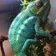 nosy be panther chameleon