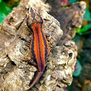 striped gargoyle geckos