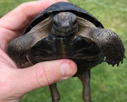 Aldabra tortoise breeders