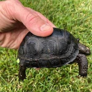 Aldabra tortoise baby