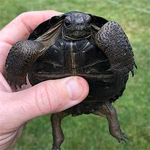 aldabra tortoise breeder