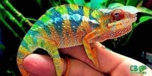 ambilobe panther chameleons