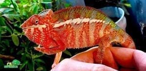 ambilobe panther chameleon